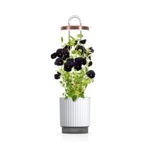 Click and Grow - HydroVase